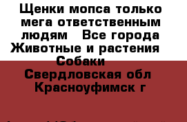 Щенки мопса только мега-ответственным людям - Все города Животные и растения » Собаки   . Свердловская обл.,Красноуфимск г.